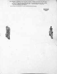 Cladorrhinum olerum image